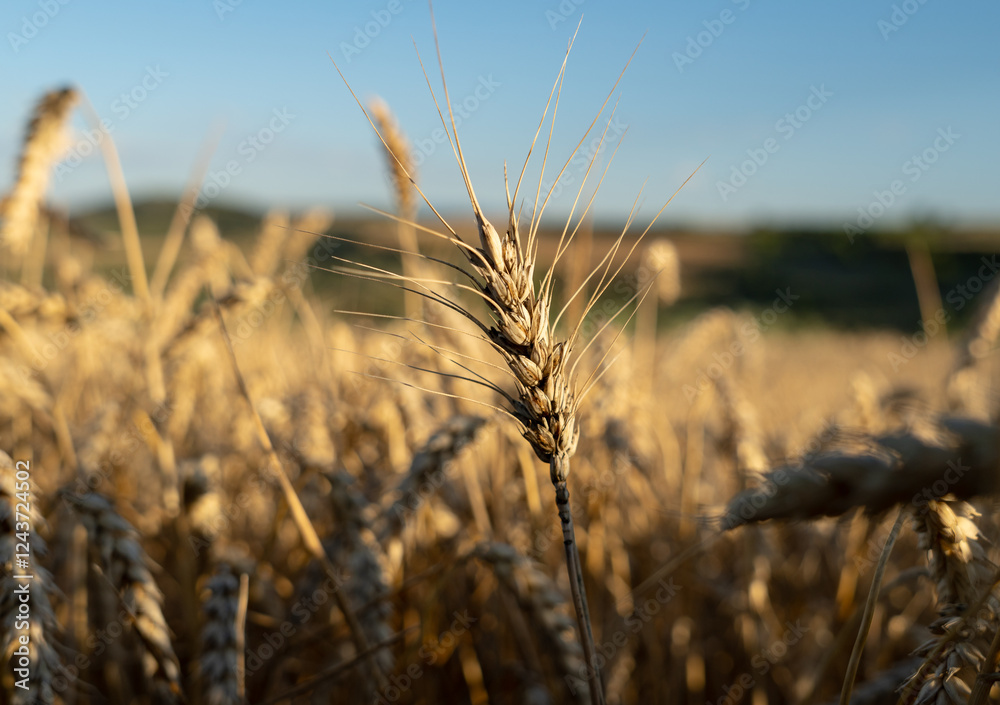 Close up of ripe wheat ears in the field at evening Close up of ripe wheat ears in the field at evening