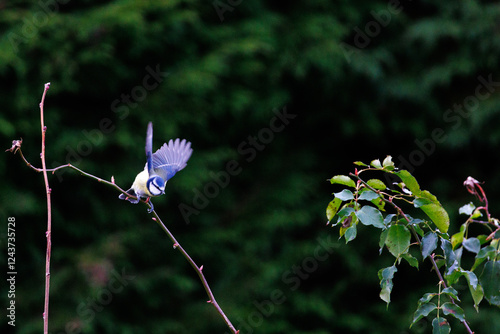 Bluetit Taking off