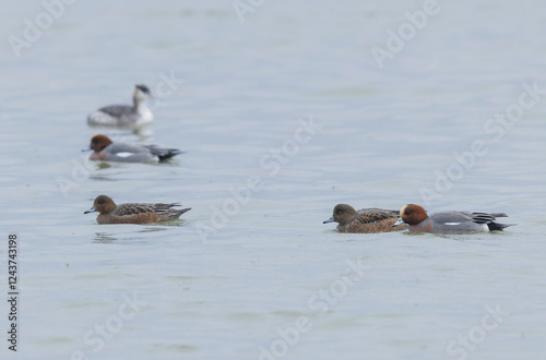 Mareca Anas Penelope Eurasian wigeon, a winter guest on the Rhine in Alsace, Eastern France photo
