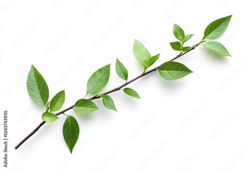 Fresh green sprig, studio shot, white background, spring growth, nature design Fresh green sprig, studio shot, white background, spring growth, nature design