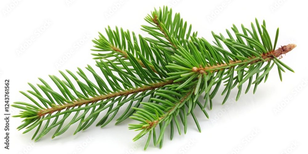 Naklejka premium Lush Green Fir Branch Close-Up Composition, Isolated on White Background
