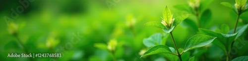 Whole plant of Andrographis paniculata in a natural environment, andrographis paniculata, botanicals photo