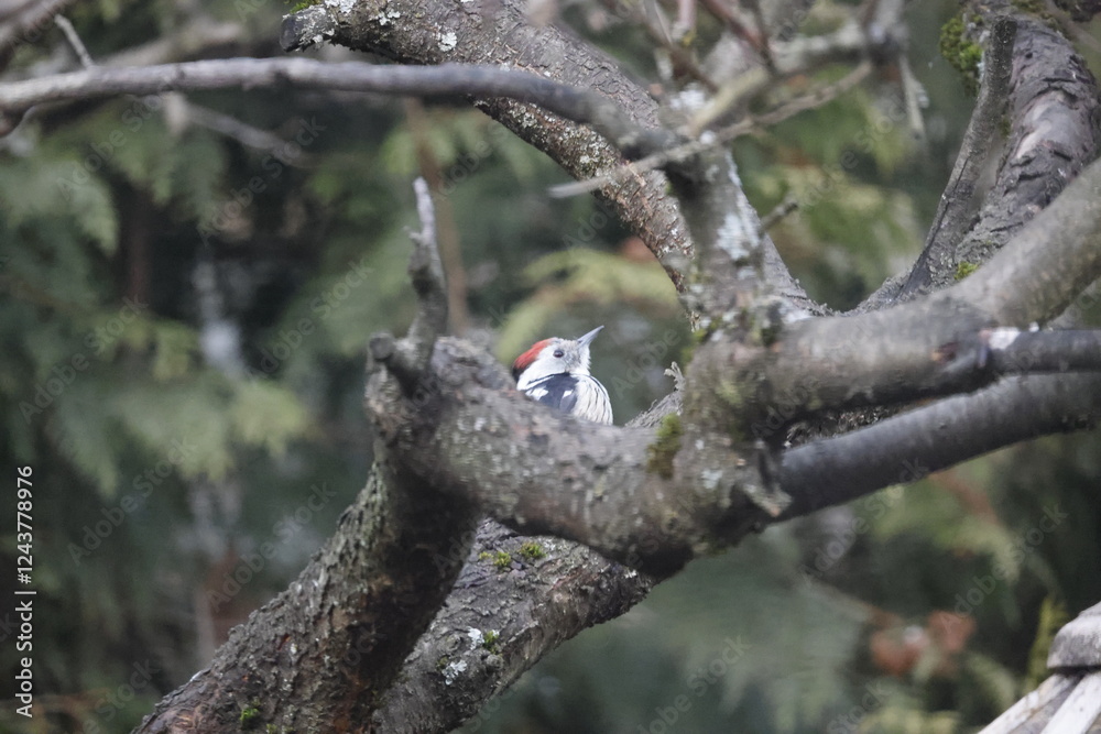 A middle spotted woodpecker sits on a fruit tree in a garden. A middle spotted woodpecker sits on a fruit tree in a garden.