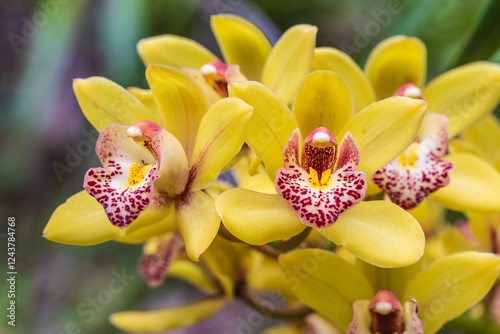 Cymbidium, Beautiful  orchids in tropical forest of Thailand.