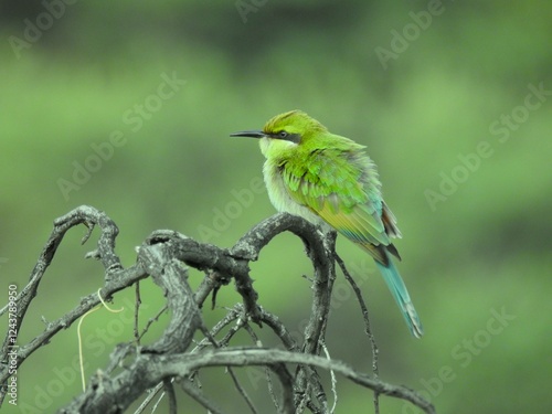 Swallow-tailed bee-eater (Merops hirundineus) perched on a branch.