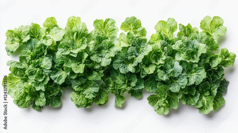 picked broccoli isolated on transparent background picked broccoli isolated on transparent background
