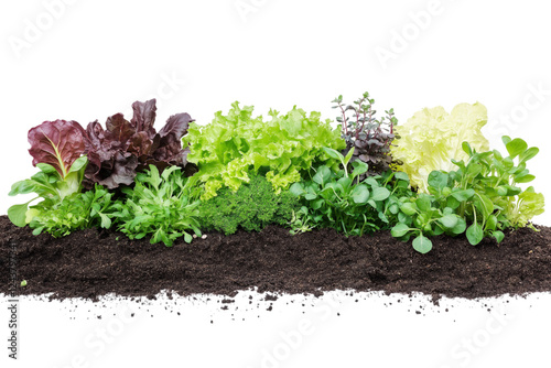 Green vegetable plants growing from soil on png transparent background
