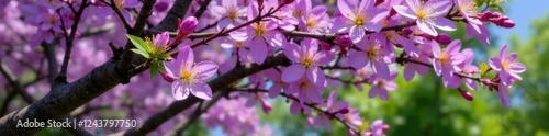 Jacaranda tree in full bloom with a few white and purple flowers, tree, nature, jacaranda photo