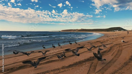 Low-Altitude Drone Flight Over Ocean Shore with Seagulls