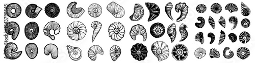 Collection of detailed black and white illustrations of various ammonite fossil shapes and patterns