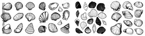 Collections of various detailed shell illustrations arranged in a captivating pattern for artistic inspiration and marine study