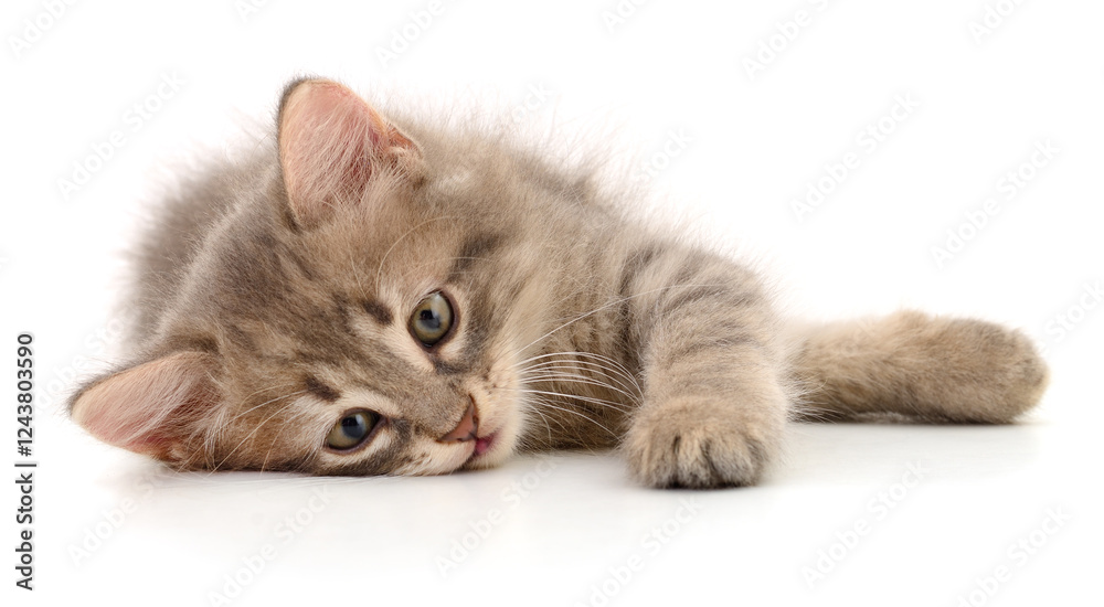 Obraz premium Kitten on white background.