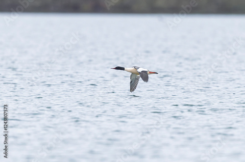 Common Merganser during winter on the Rhine photo