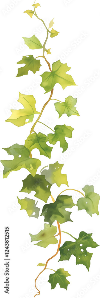 Fototapeta premium ivy vine watercolor painting isolated on transparent background.
