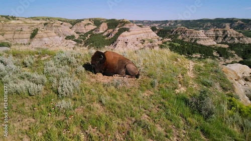 Drone Shot of Majestic Bison Resting on Mountain Summit in Sunlight