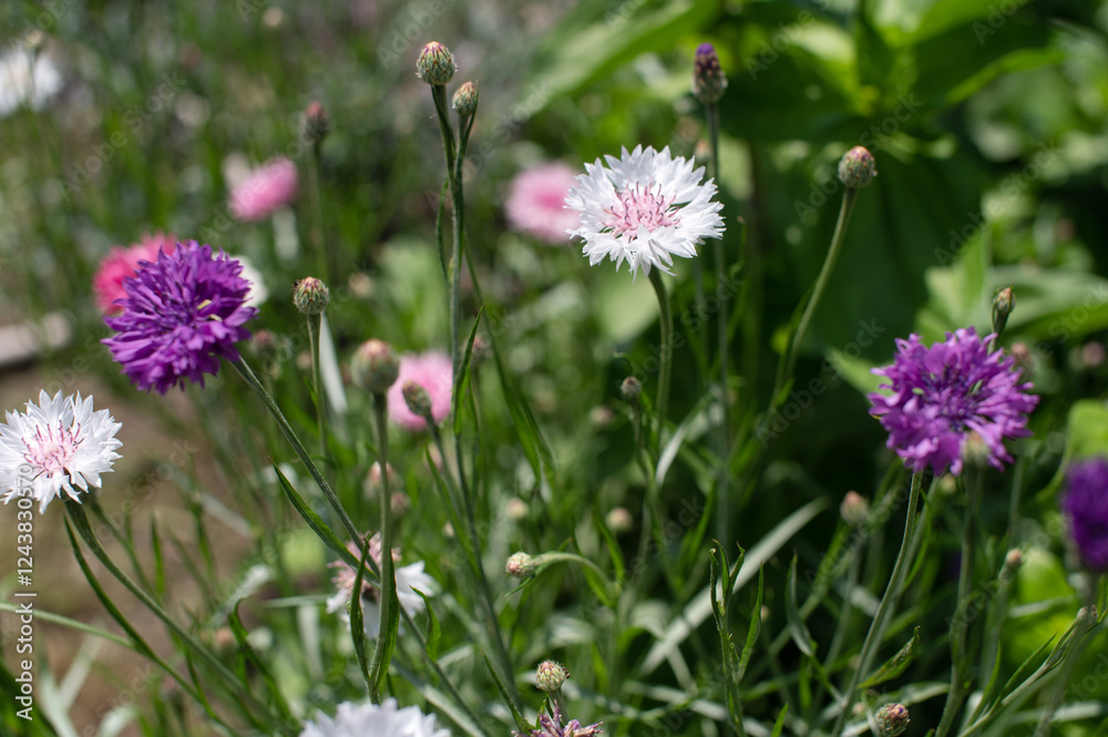 Vibrant Cornflower Blooms in a Lush Garden Setting Vibrant Cornflower Blooms in a Lush Garden Setting