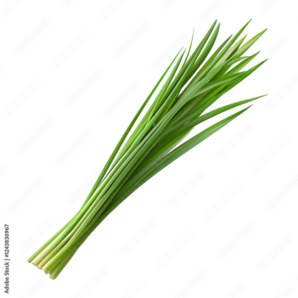 Fresh Green Onion Stalks for Culinary Use Isolated on transparent background Fresh Green Onion Stalks for Culinary Use Isolated on transparent background