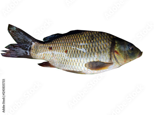Canvas Print Fish on banana leaf green( rohu fish, Labeo rohita)