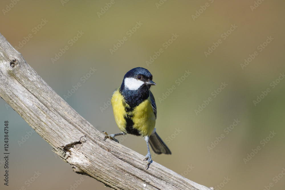 Obraz premium Close-up of a great tit perched on a branch