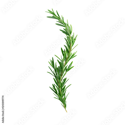 Wallpaper Mural Fresh Green Rosemary Herb Branch Isolated on White Isolated on transparent background Torontodigital.ca