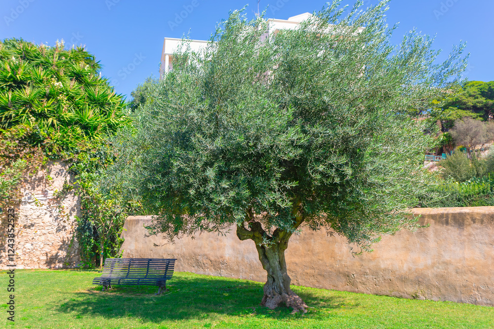 Olive tree with dense foliage stands in a grassy area next to a stone wall, with a metal bench nearby. Lush park greenery surrounds the scene under a clear blue sky. Tropical park in Cagliari Sardinia
