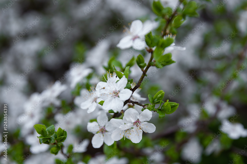 Fototapeta premium SPRING FLOWER CLOSEUP, SPRING WALLPAPER, BRANCH WITH FLOWER, WHITE SPRING FLOWER, TREES IN BLOOM