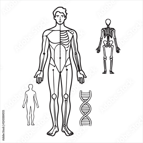 Thin line Body Man diagram Contour silhouette on white background

