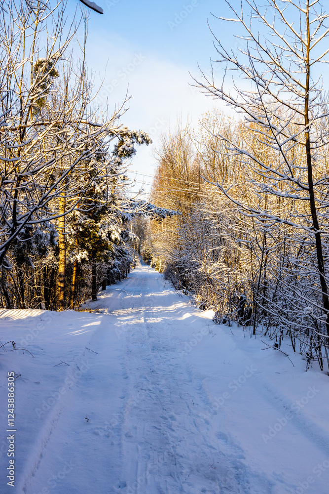 Obraz premium snowy road between frozen trees in country village