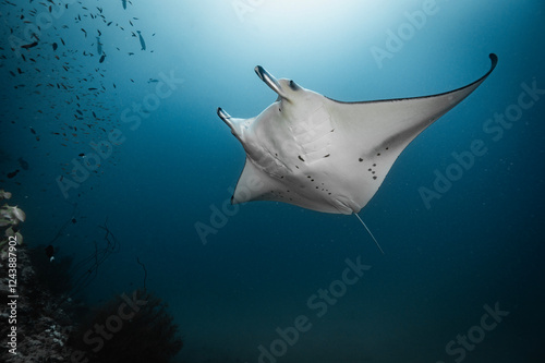 Manta ray gracefully gliding by  in the Maldives photo
