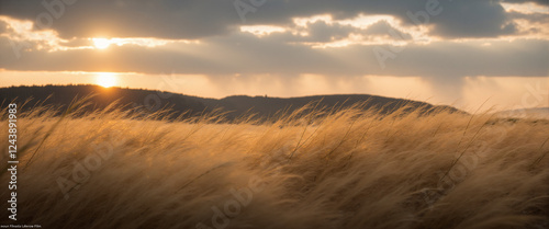 A landscape photograph of wild grass growing in a open field photo