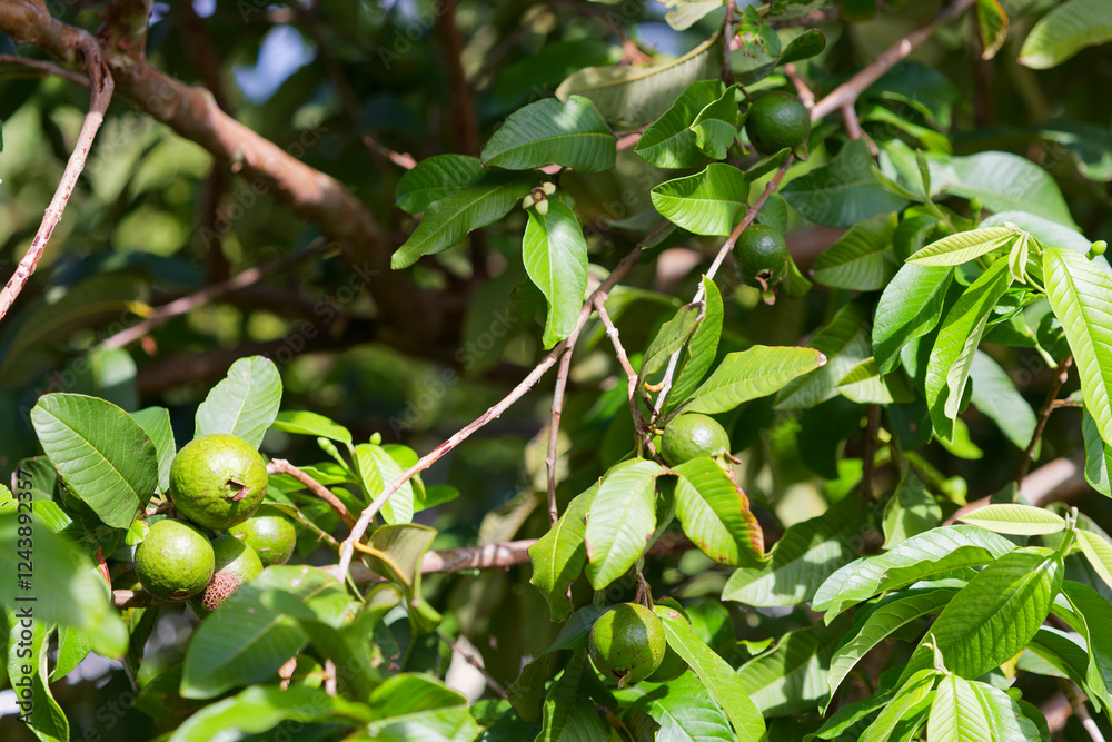 Ils sont nombreux les citrons verts en Martinique. Ils sont nombreux les citrons verts en Martinique.