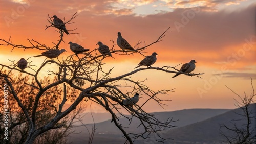 Turtledoves roosting on the twigs of an almond tree at sunset, nature, almond tree, turtledove