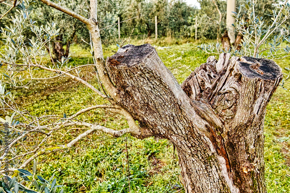 Φωτογραφία Close-up detail of a trunk of an olive tree in Marina di Castagneto Carducci Tus