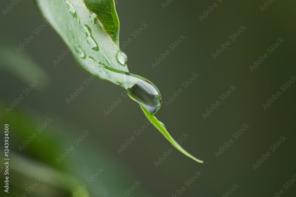 Plant with water drops on leaf against blurred background, macro view