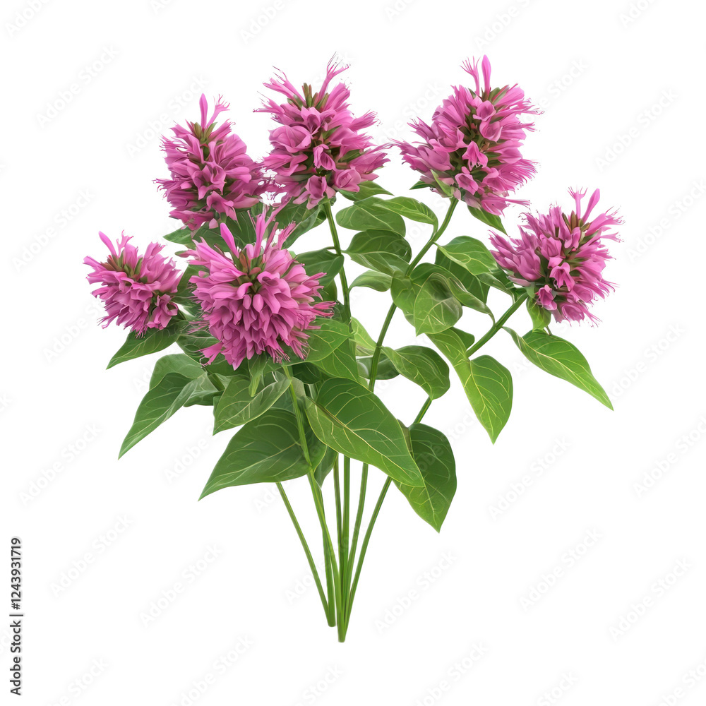 Obraz premium 3D icon of A bouquet of Bee Balm isolated on transparency background