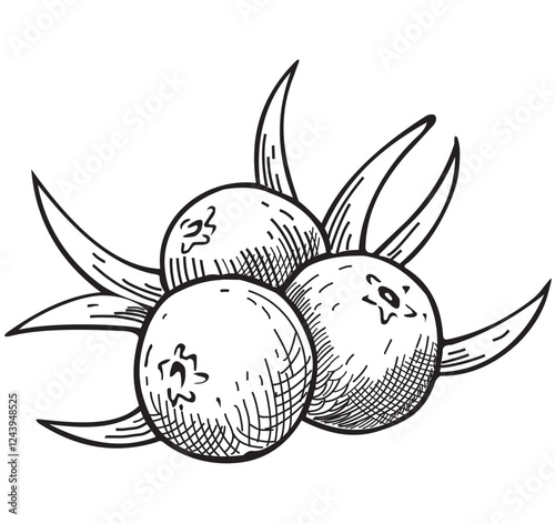 vector juniper illustration ingredients gin