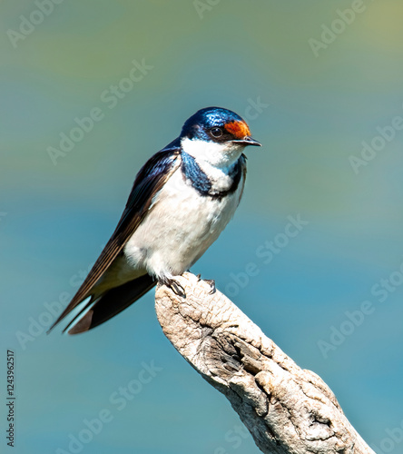 Perched adult white-throated swallow (Hirundo albigularis) from the front, Reitvlei Nature Reserve.