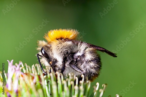 Common carder bee, Bombus pascuorum, on a flower photo