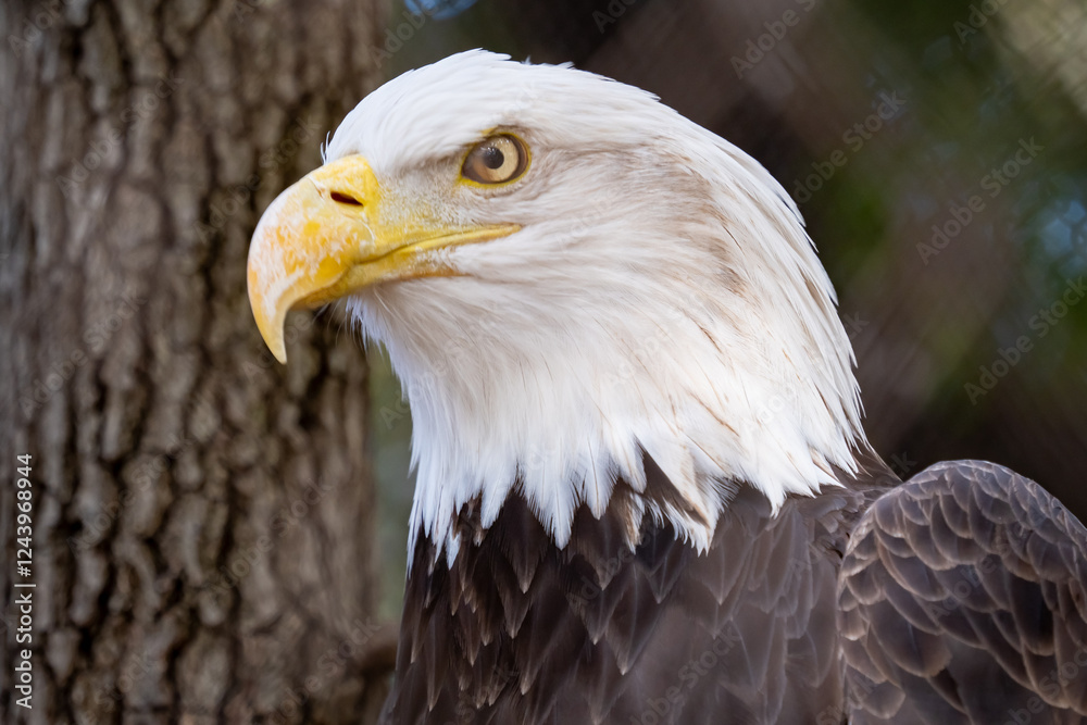 Obraz premium Bald Eagle