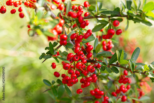 Close-up of a fruiting shrub called Pyracantha coccinea. Firethorn berries, rosaceae evergreen shrub. Dog apple, China, the scarlet, European species or red firethorn. Small, bright red berries.