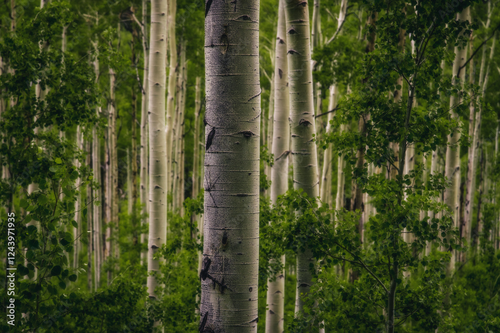 Tree, Trees, Lines, Shape