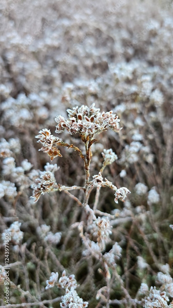 Frost-covered dried flower