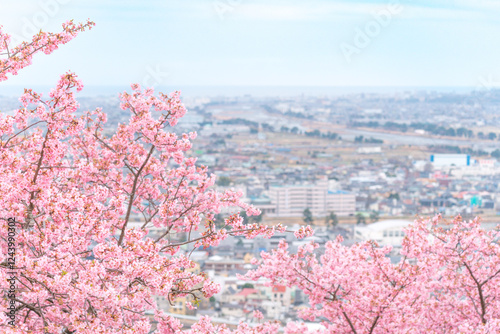 《松田山》満開の河津桜・見下ろす街並み