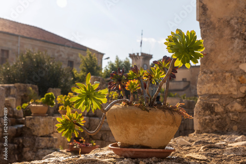 A stone rose echeveria in a clay pot on a stone fence decorates the entrance. photo