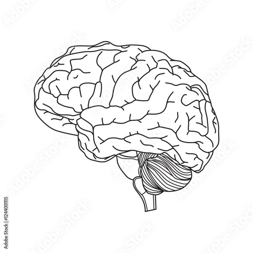 human brain vector line diagram side view for any use