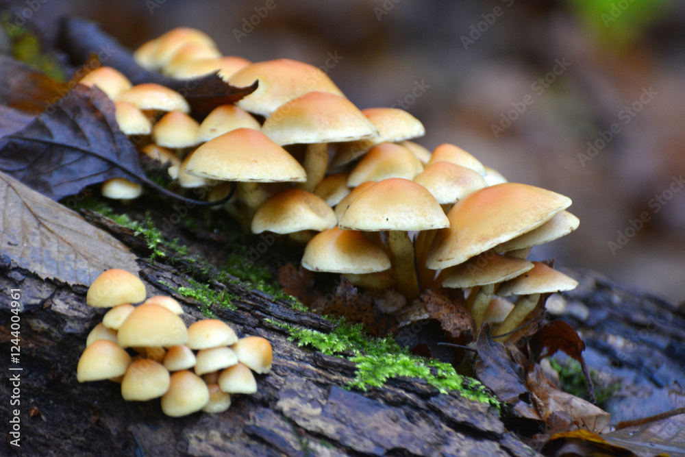 A colony of poisonous and inedible mushrooms, false honey agarics Hypholoma fasciculare, grows in nature A colony of poisonous and inedible mushrooms, false honey agarics Hypholoma fasciculare, grows in nature