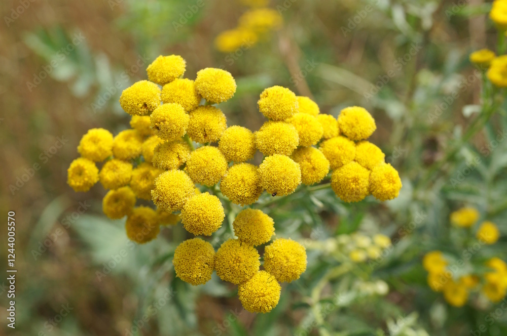 Blooming tansy in the field. A wild flower. Blooming tansy in the field. A wild flower.