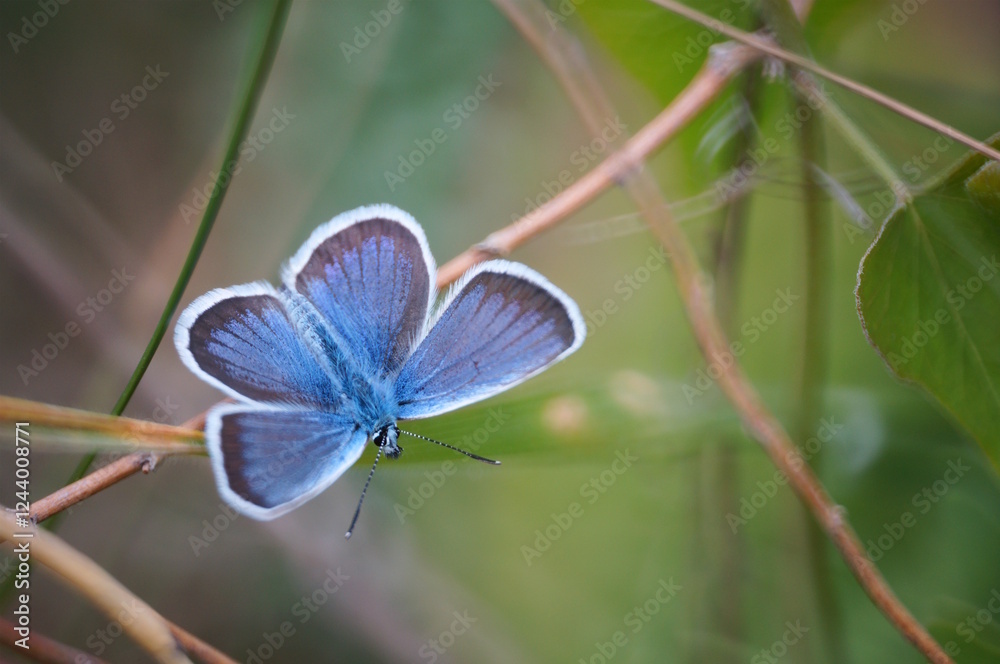Fototapeta premium A beautiful butterfly with blue wings. Golubyanka icarus.