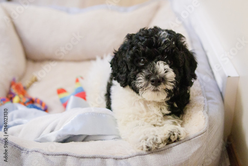 Adorable cockapoo puppy resting in her bed