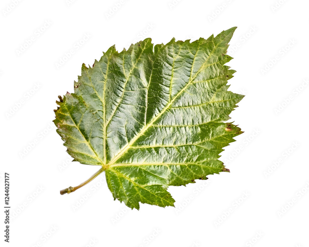 Fototapeta premium Single green leaf, isolated on white background.